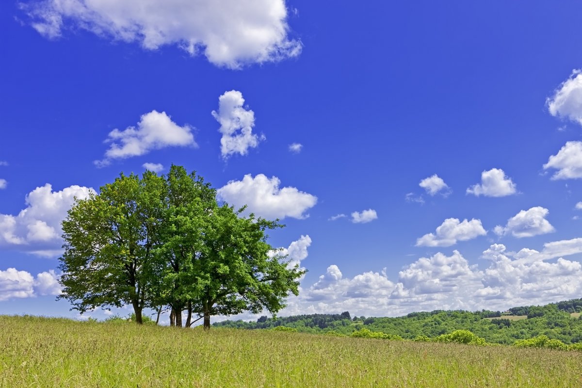 Pictures of trees and blue sky with white clouds