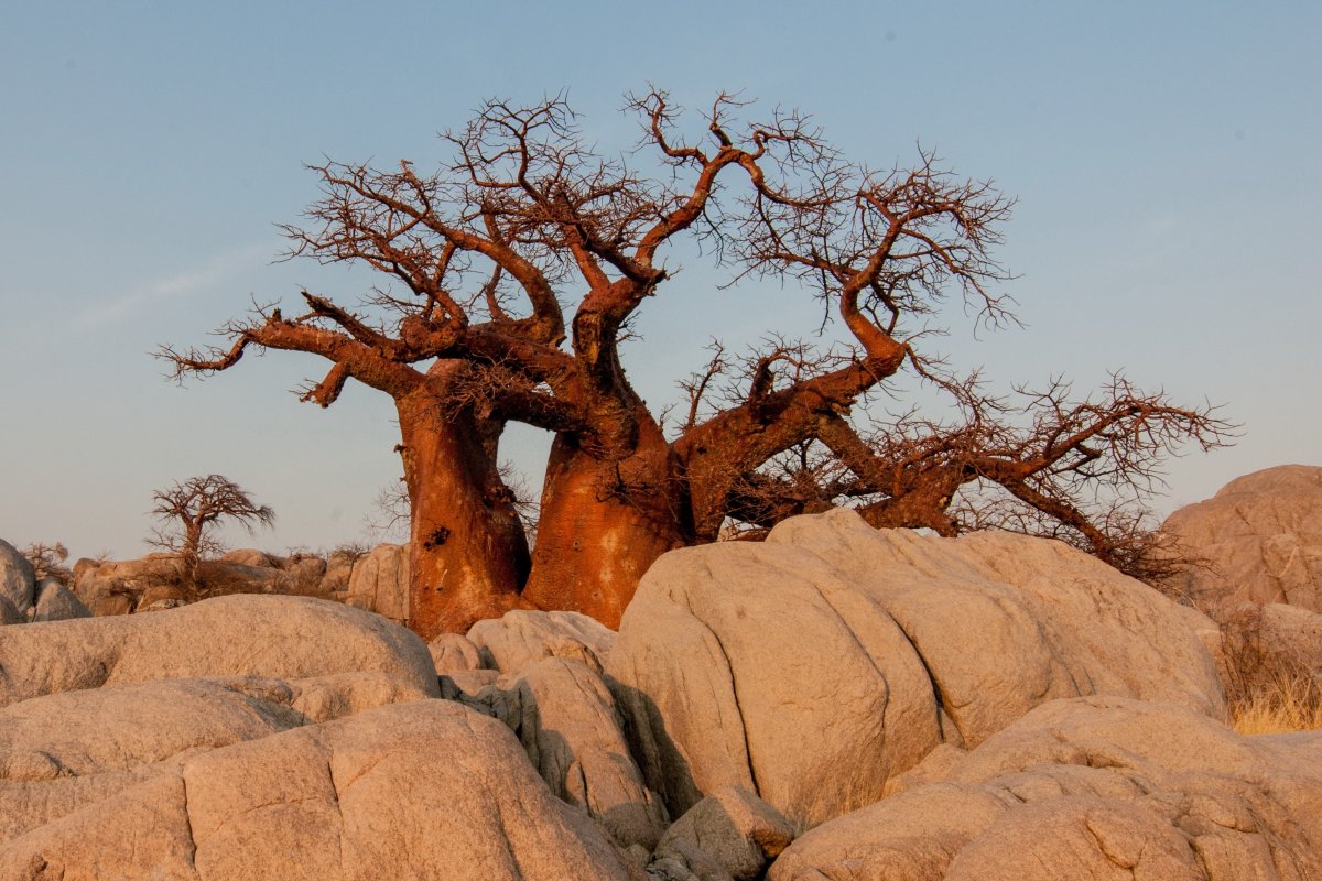 Baobab tree picture material