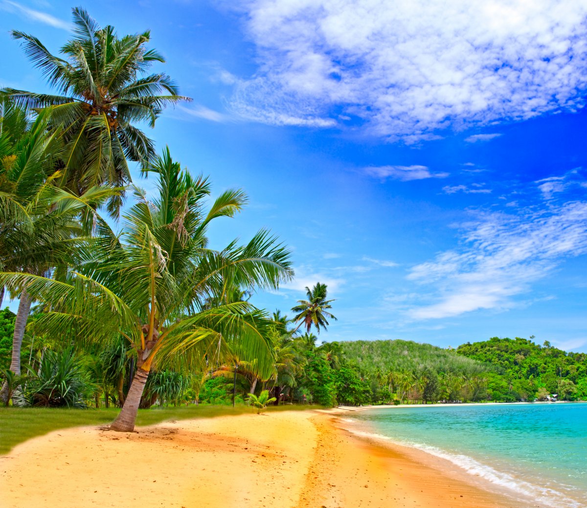 Pictures of coconut trees on the seaside