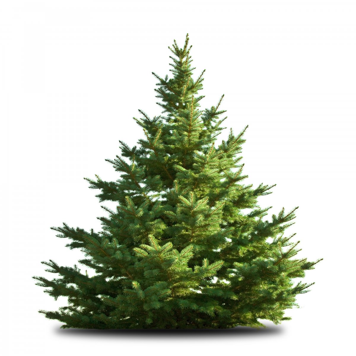 fir tree pictures