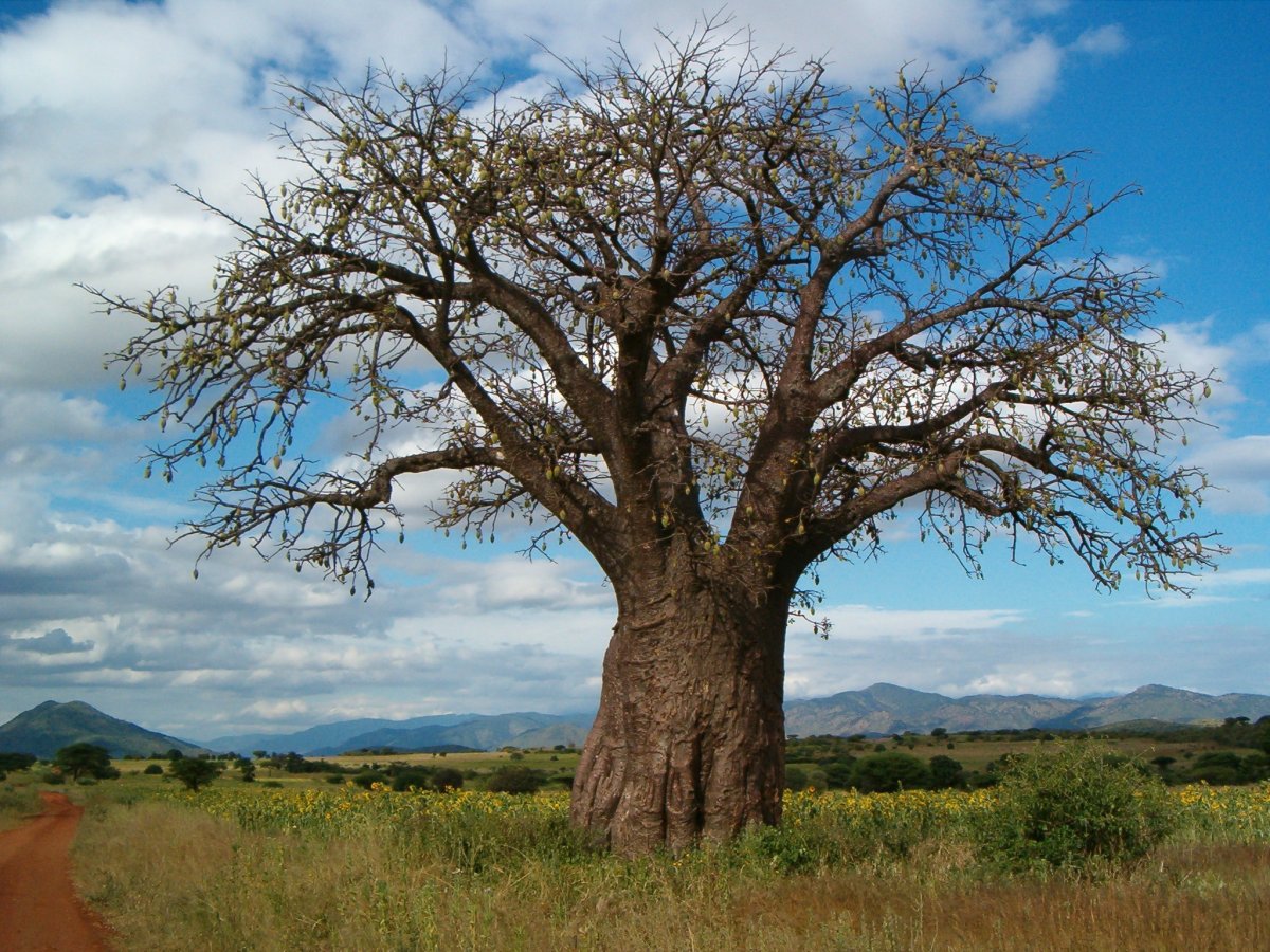 baobab tree pictures