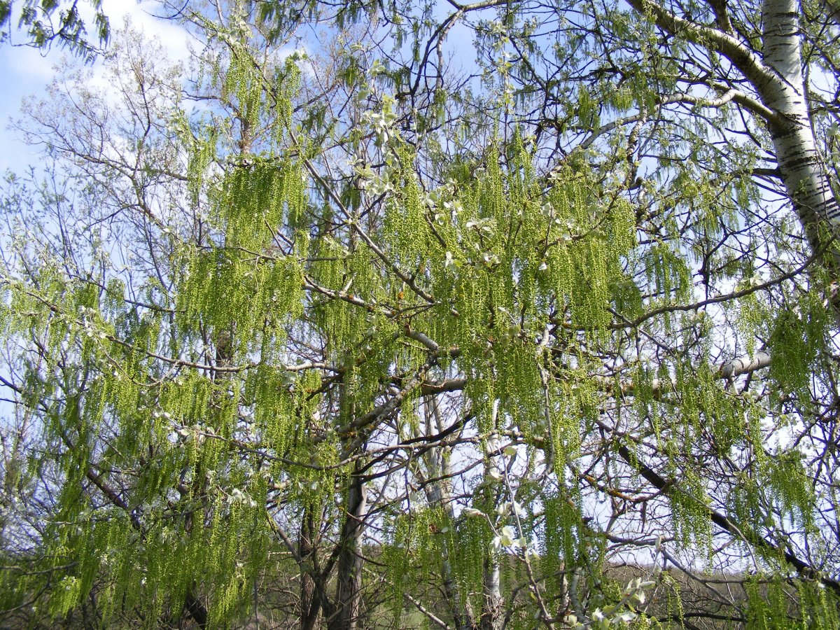 Spring green salix pictures