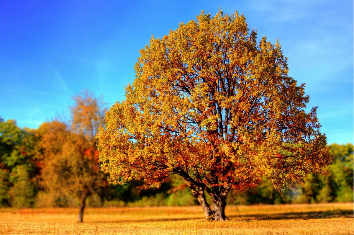 golden autumn trees pictures