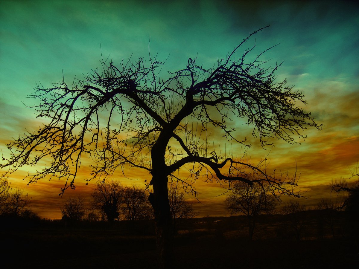 Pictures of trees at dusk