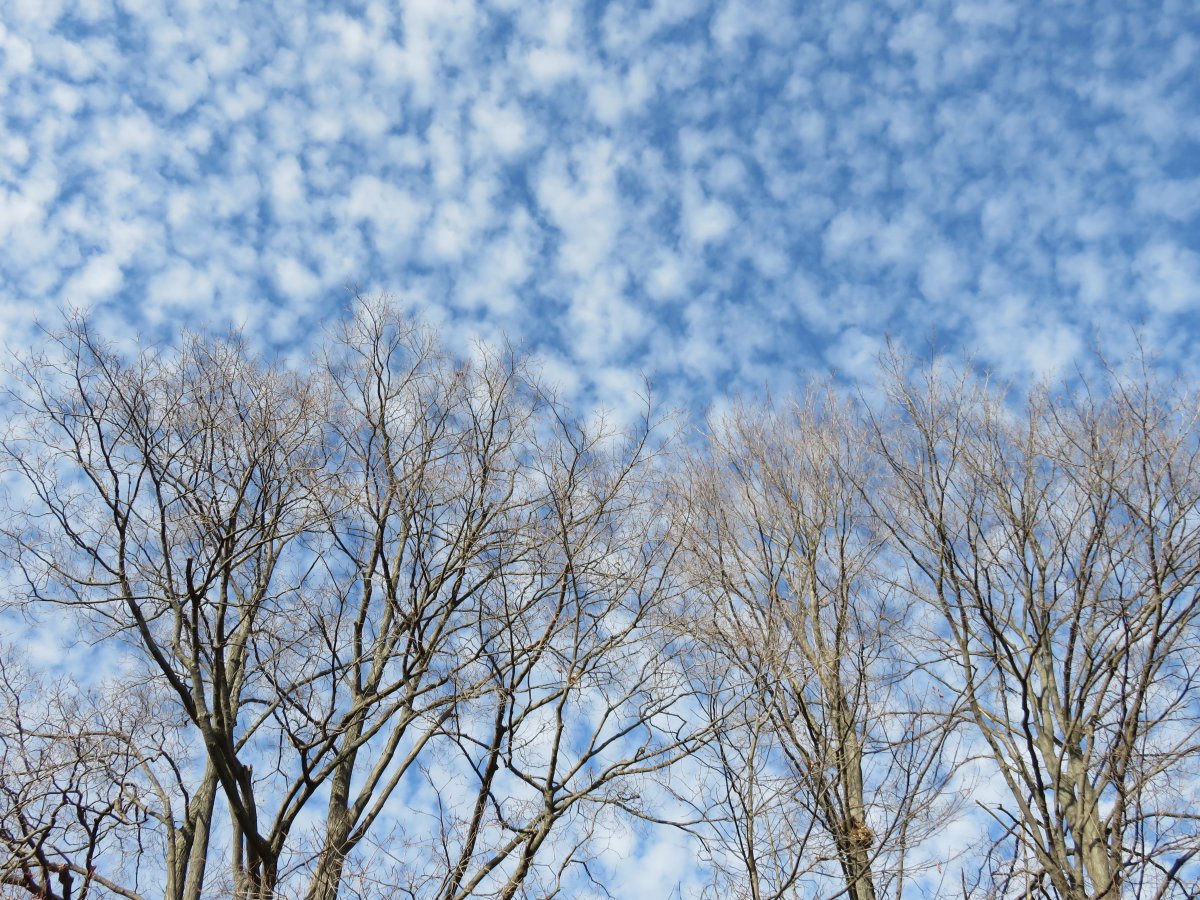 Sky with white clouds and trees pictures