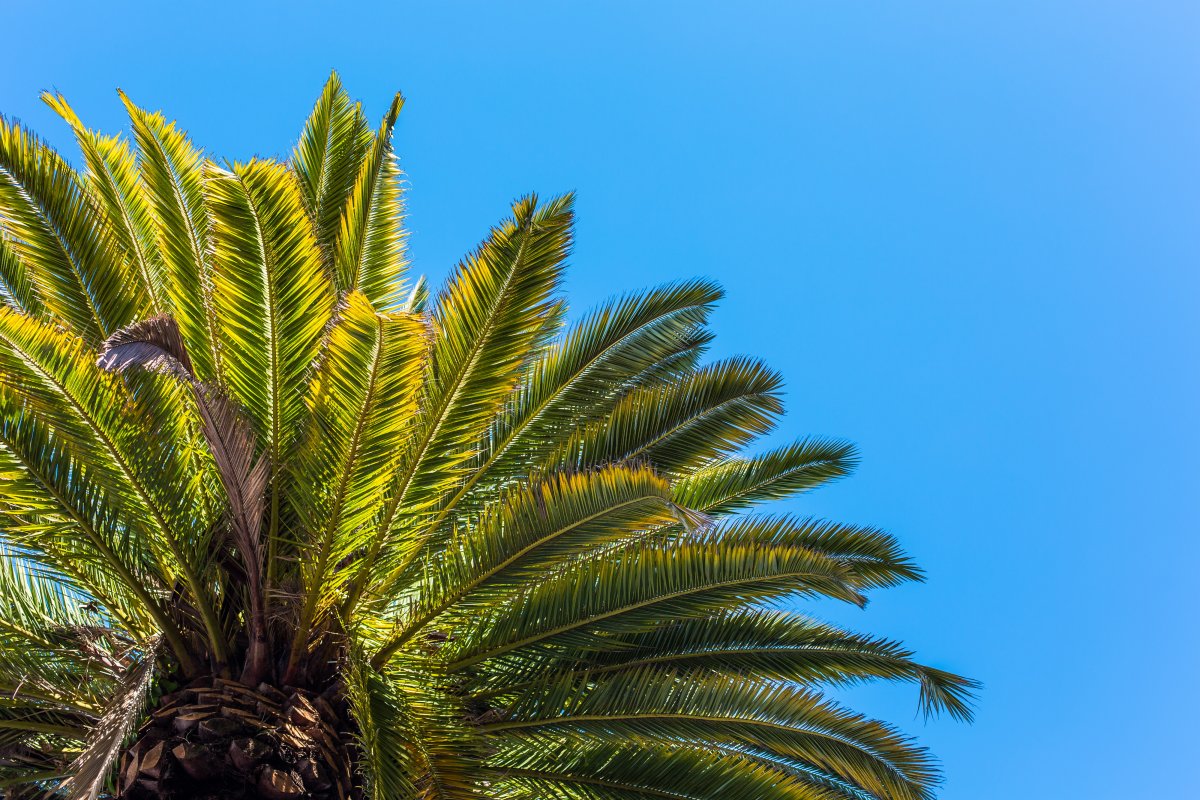 Palm tree picture with blue sky