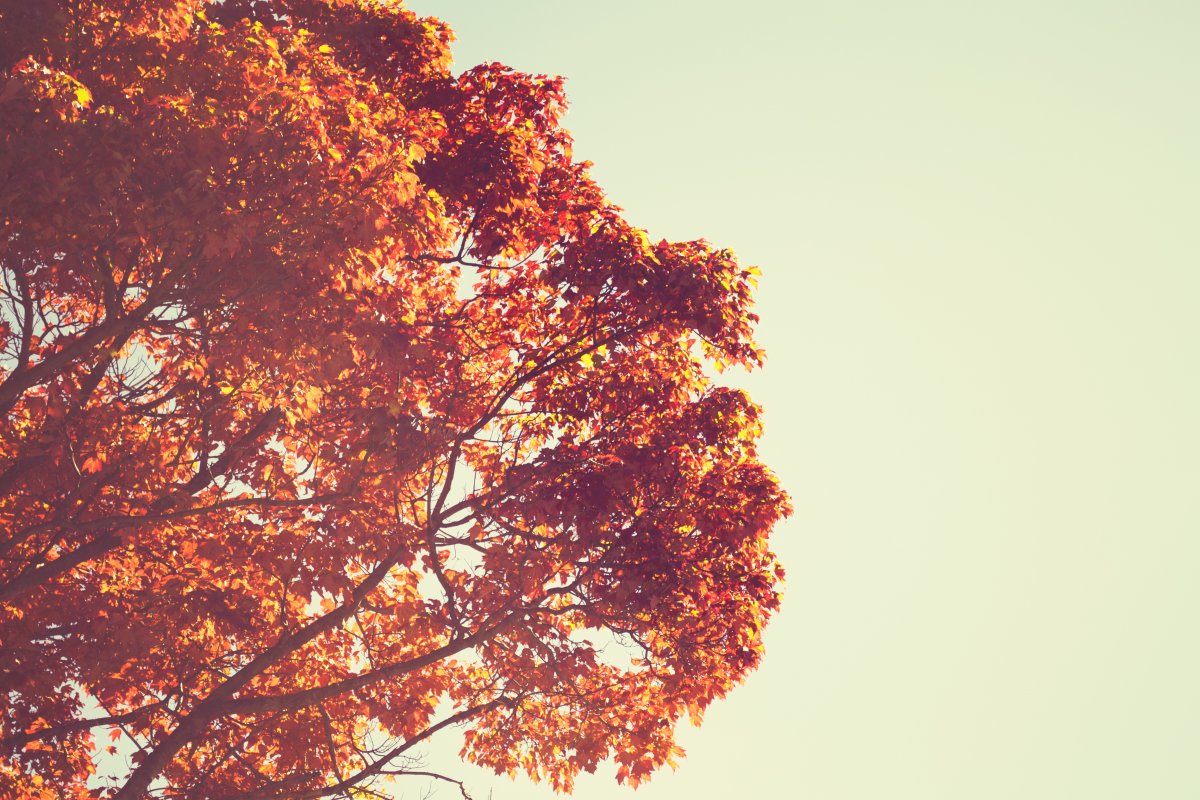 Beautiful pictures of autumn trees