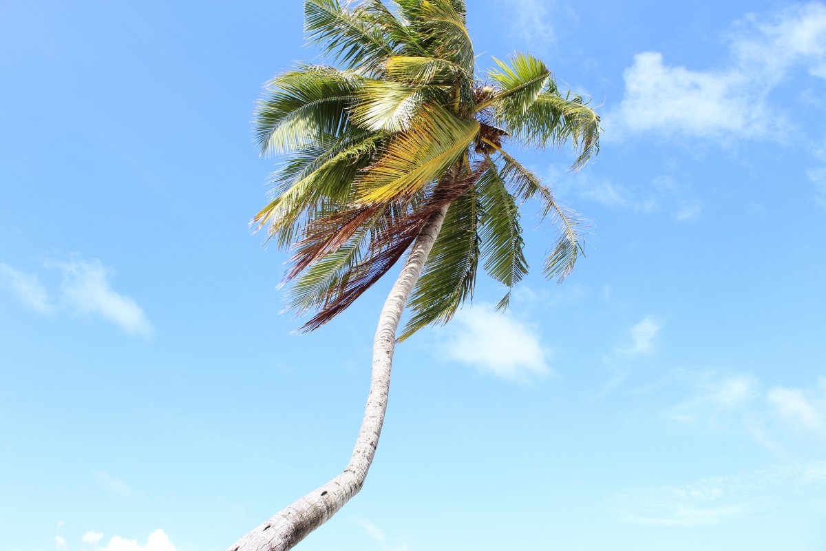 Pictures of tropical plants with blue sky and white clouds