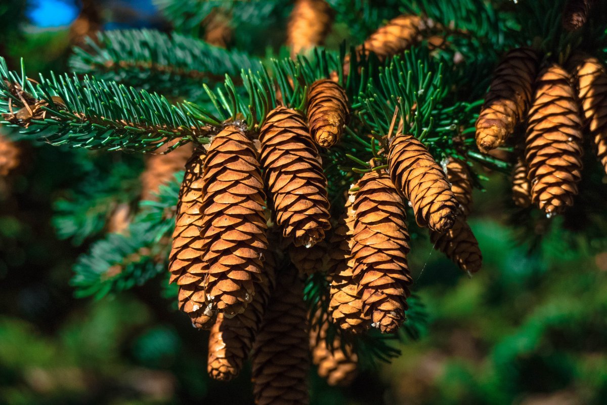 Pine cone pictures