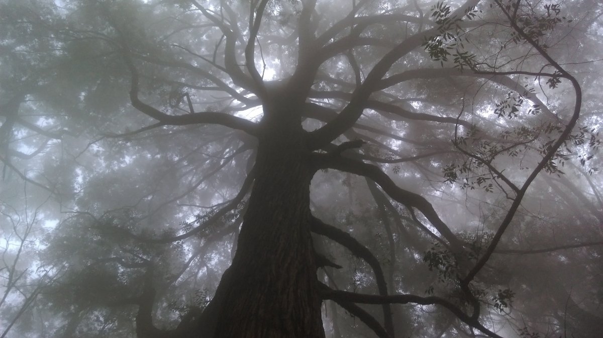 Misty tree pictures