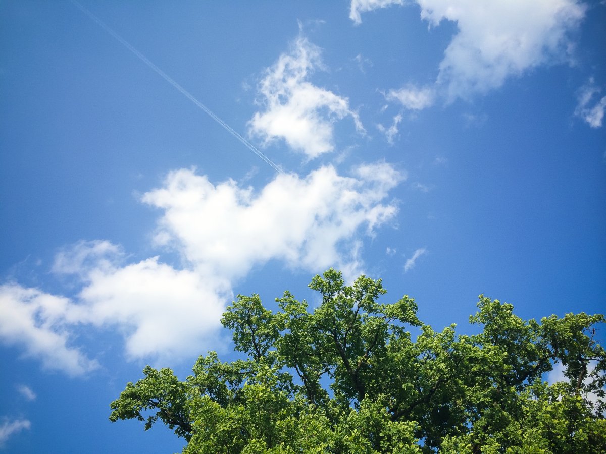 Picture of big tree with blue sky and white clouds