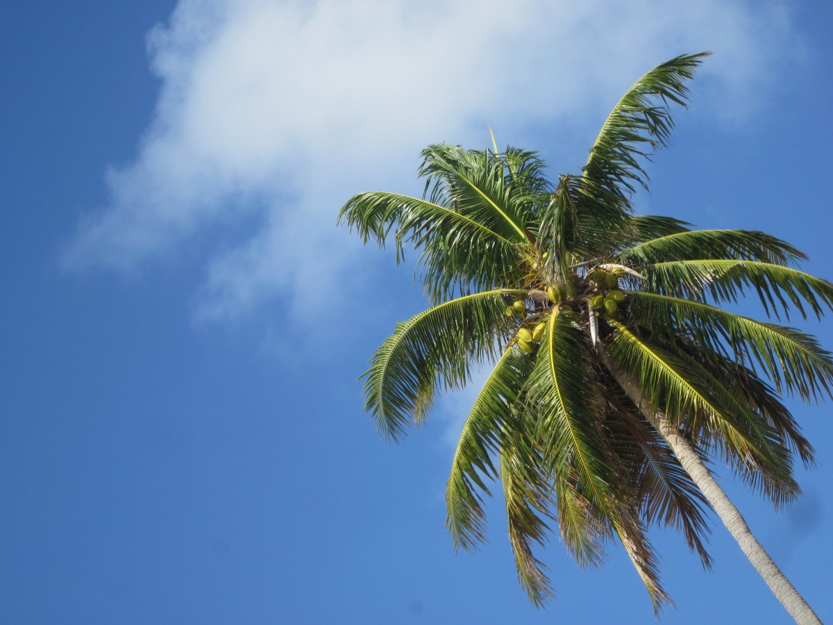 Picture of a coconut tree