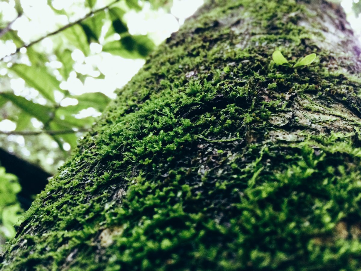 Mossy tree trunk images