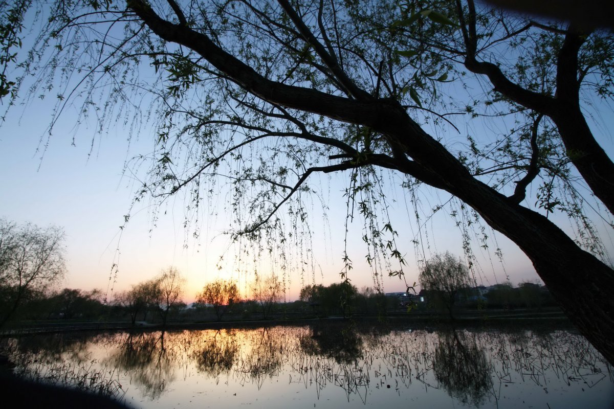 Pictures of weeping willows by the pond