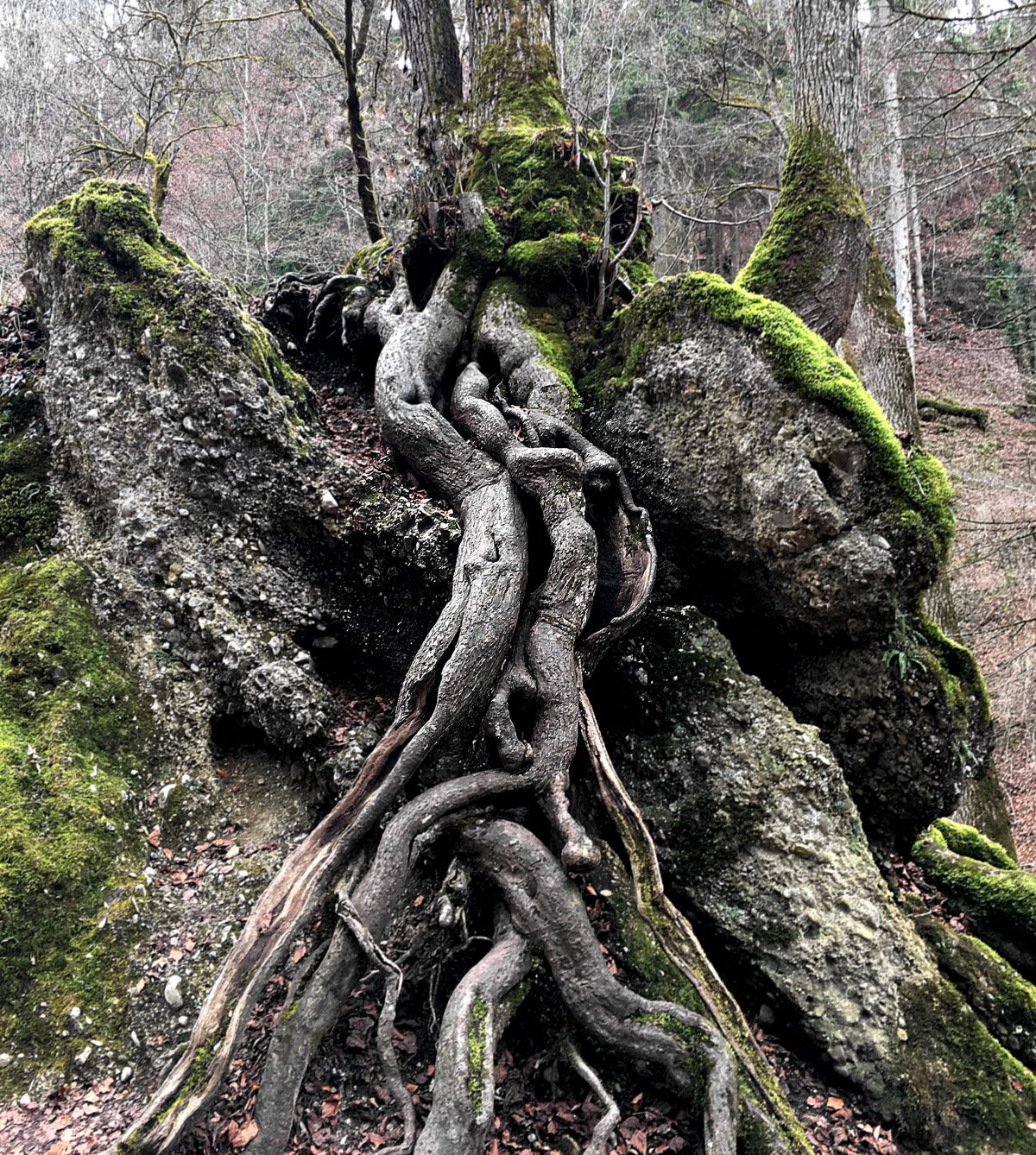 Partial picture of old tree roots
