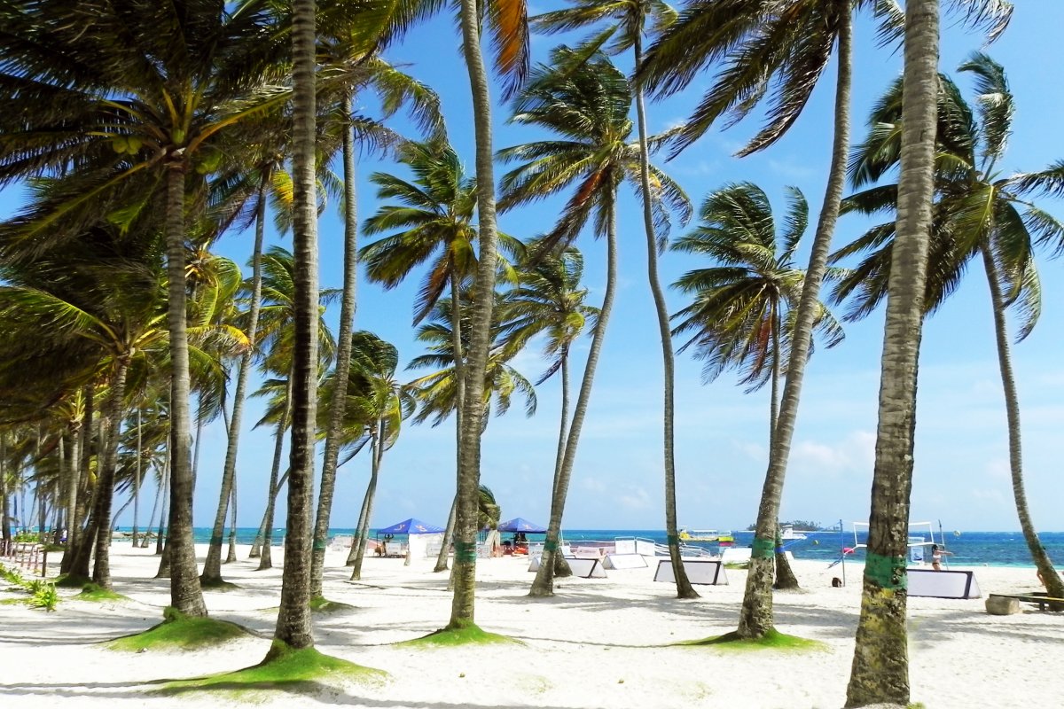Tropical travel landscape palm trees pictures
