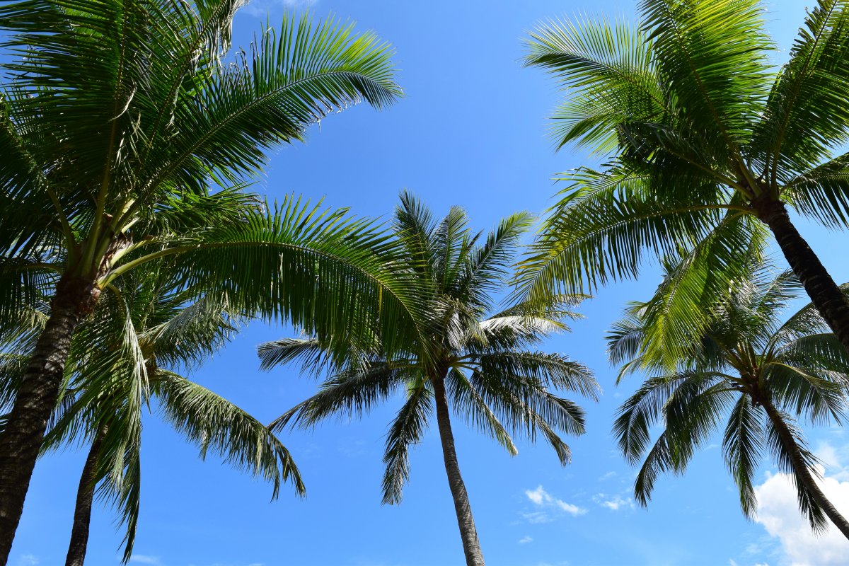 Pictures of palm trees under blue sky
