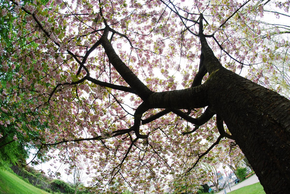 Pictures of big trees with blooming flowers