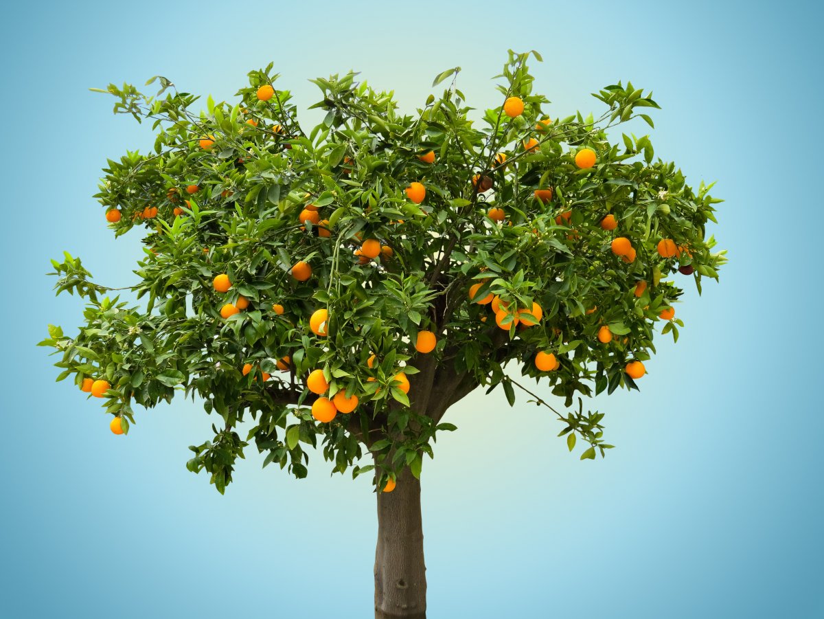 An orange tree picture