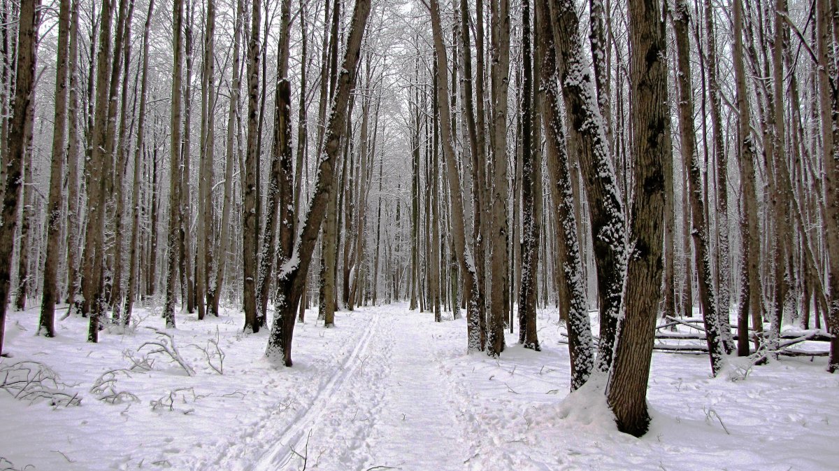 Winter woods pictures