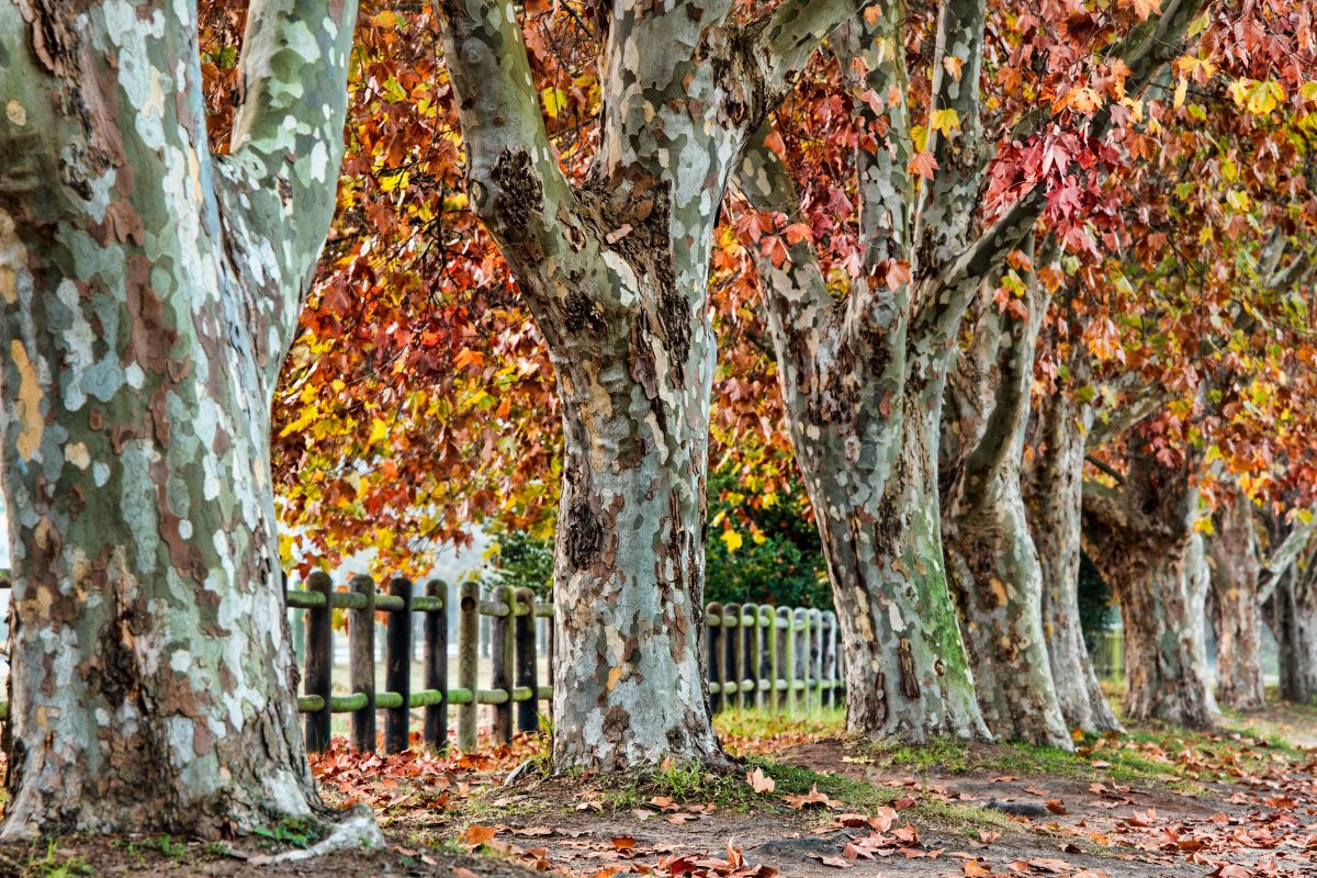 Pictures of sycamore trees in autumn