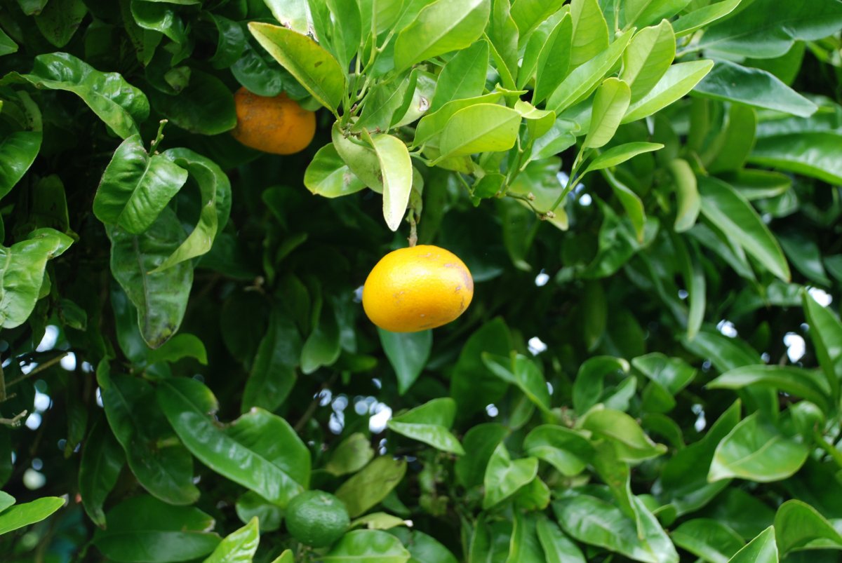 Orange tree partial close-up picture