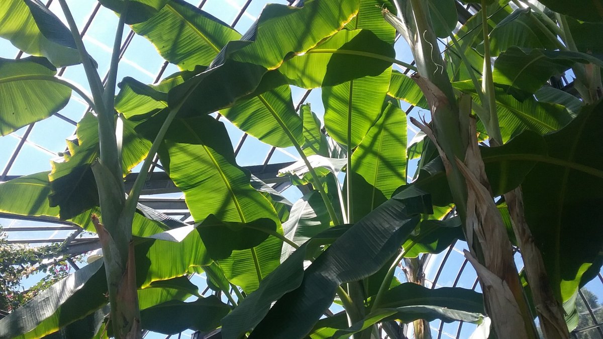 Hainan banana tree photography pictures