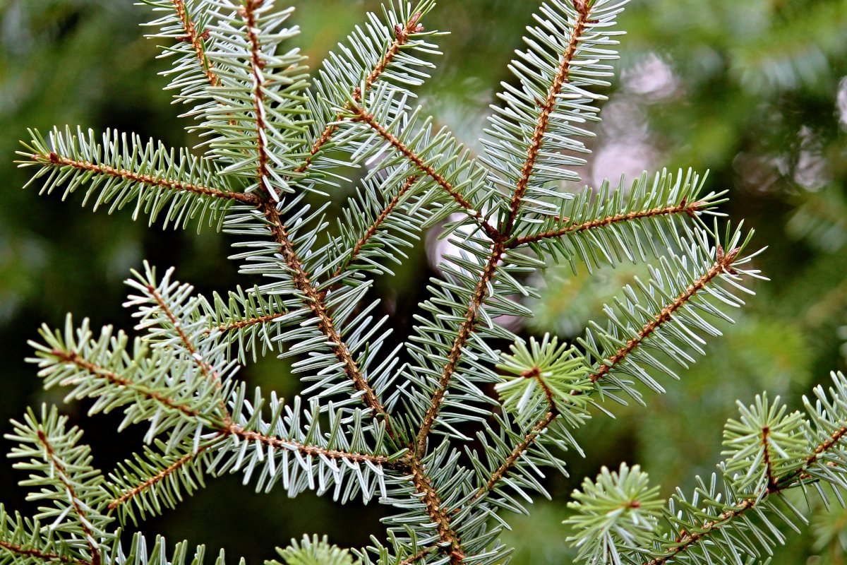 Green fir tree branches pictures