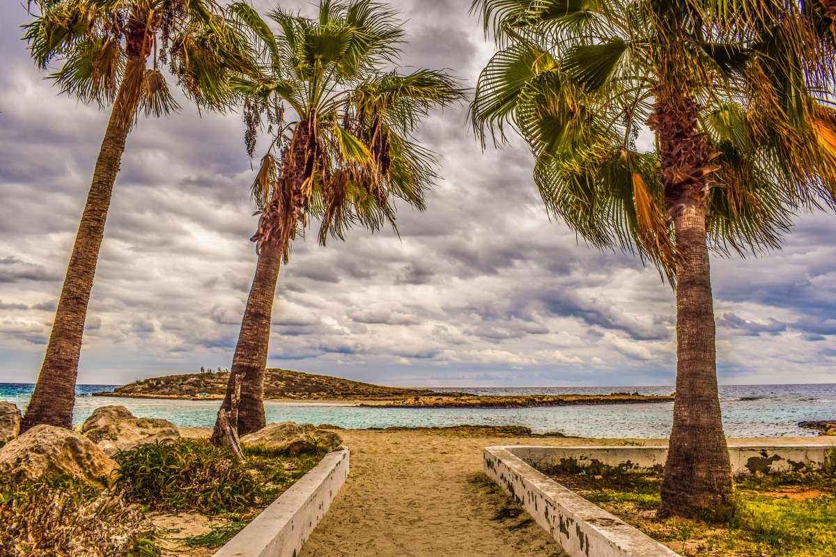 Cyprus beach palm trees pictures