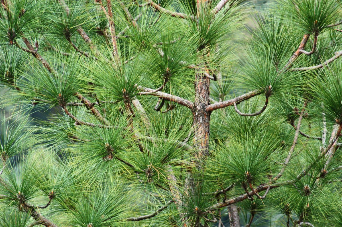 green pine tree pictures