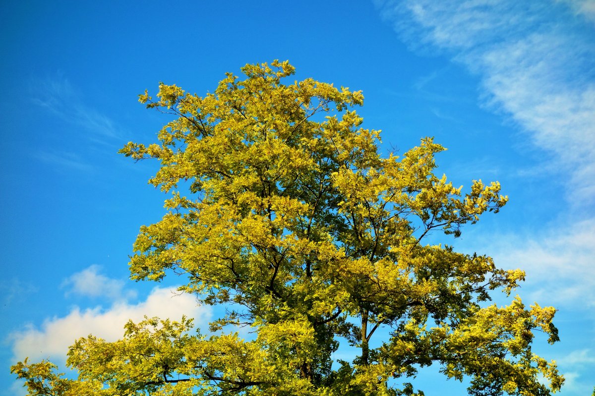 Pictures of green trees under blue sky