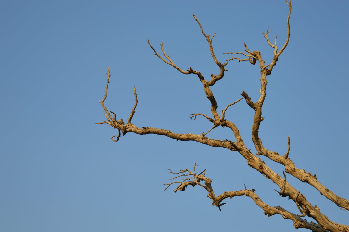 Bare branches pictures