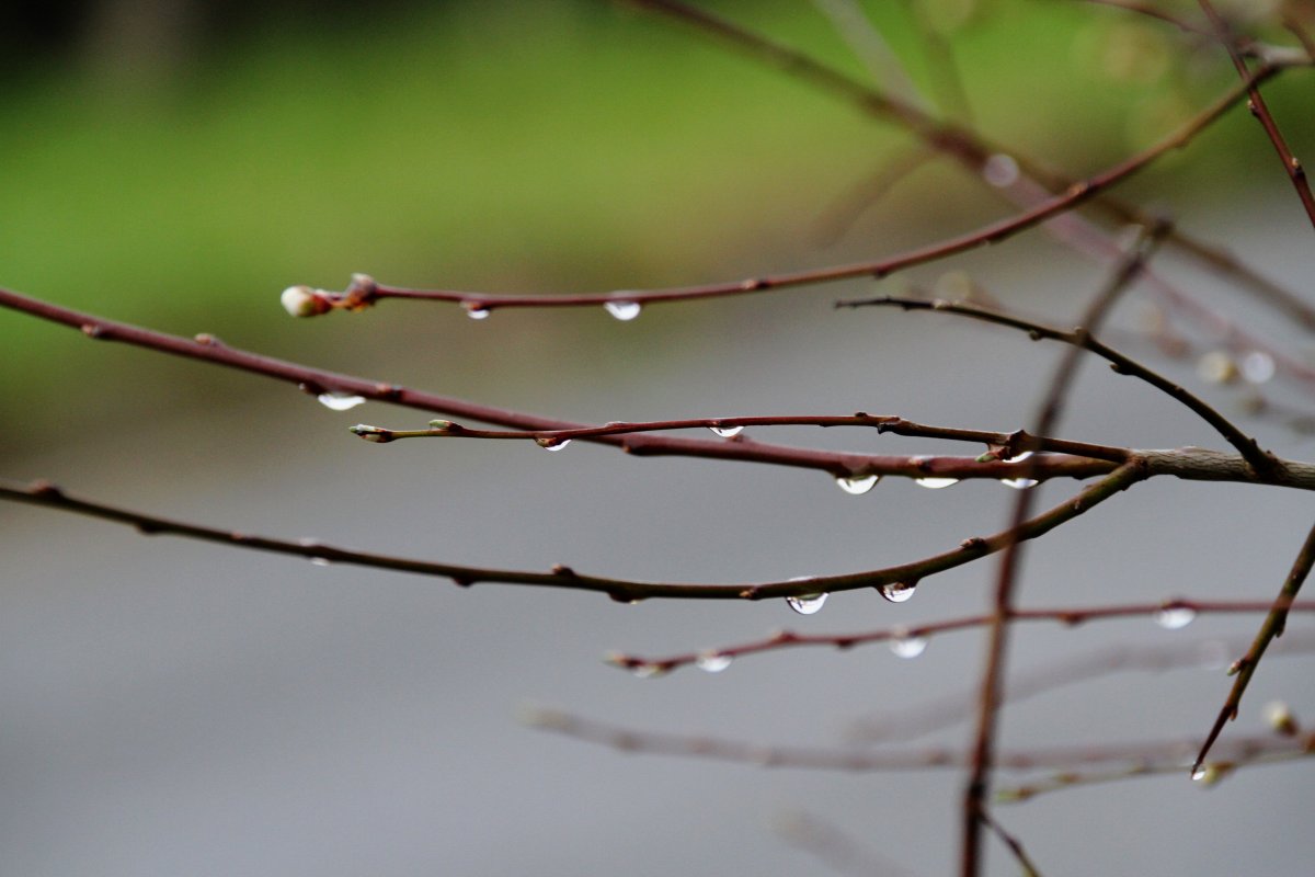 Spring tree branch water drops picture material