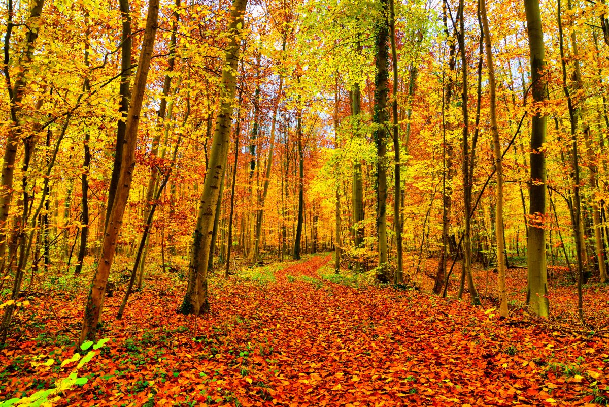 Autumn yellow forest landscape pictures