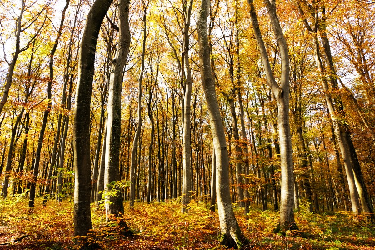Autumn forest trees landscape pictures