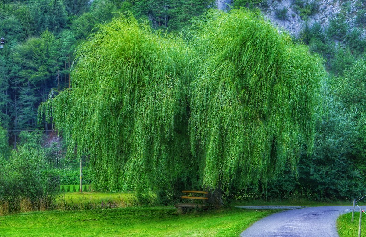 green willow tree photography pictures