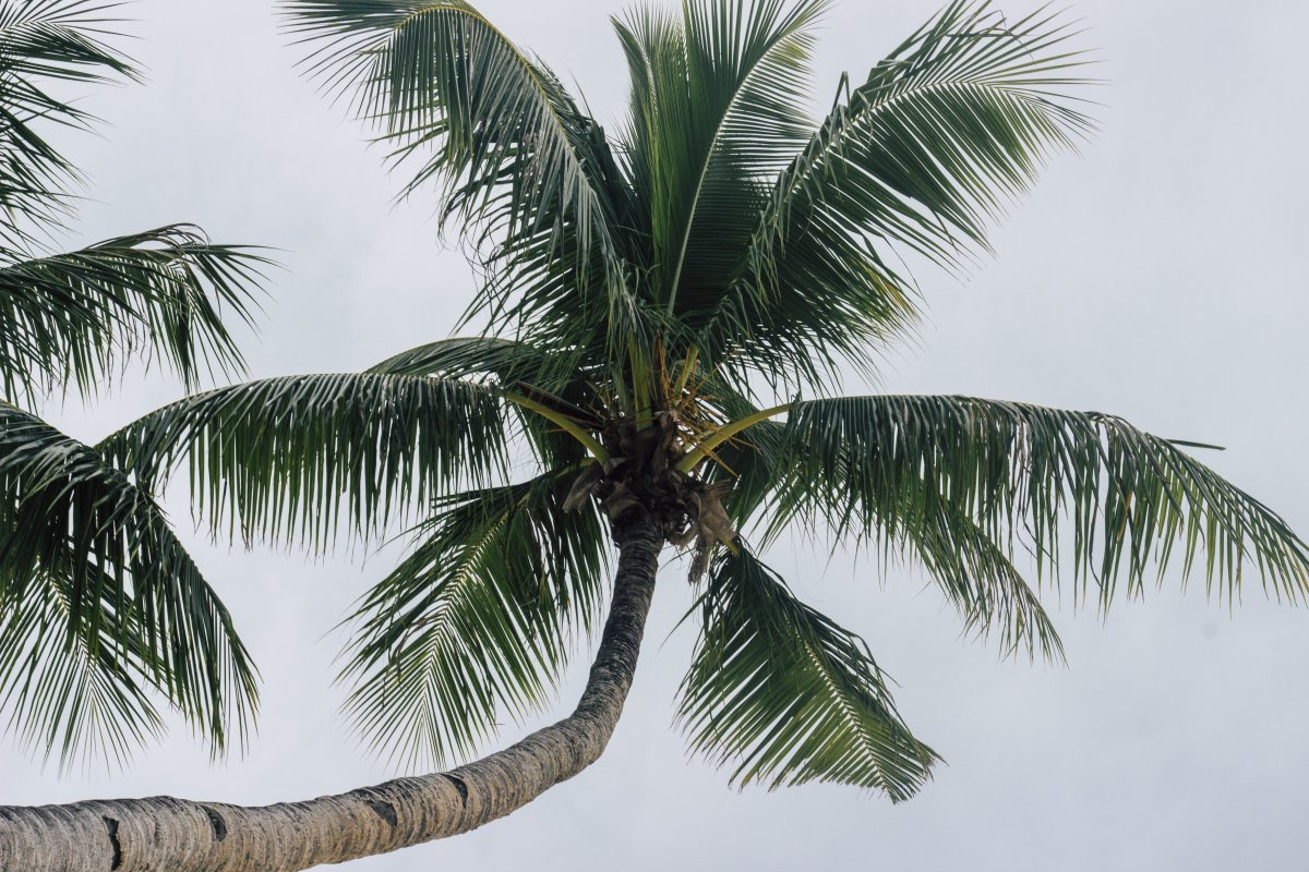 Summer coconut tree wallpaper picture