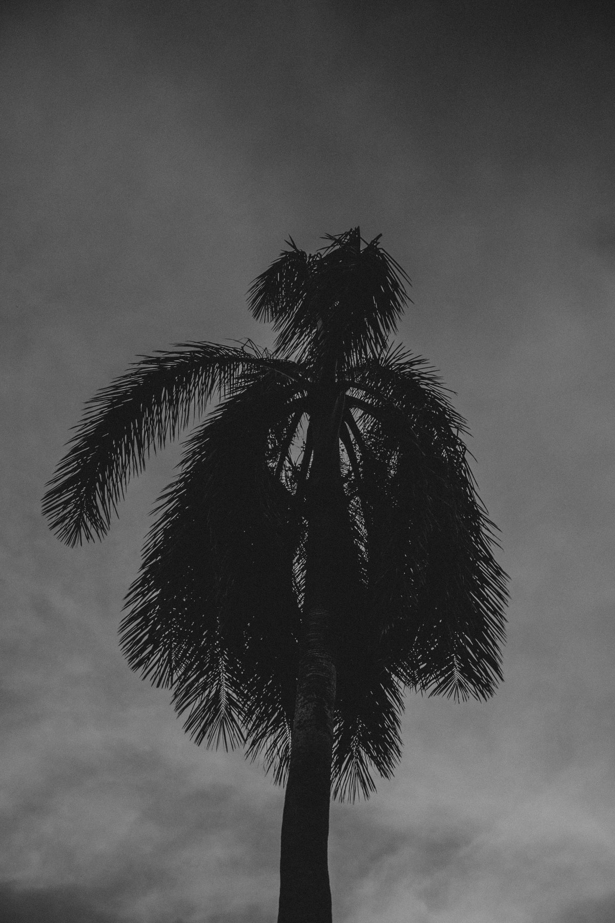 coconut tree silhouette picture
