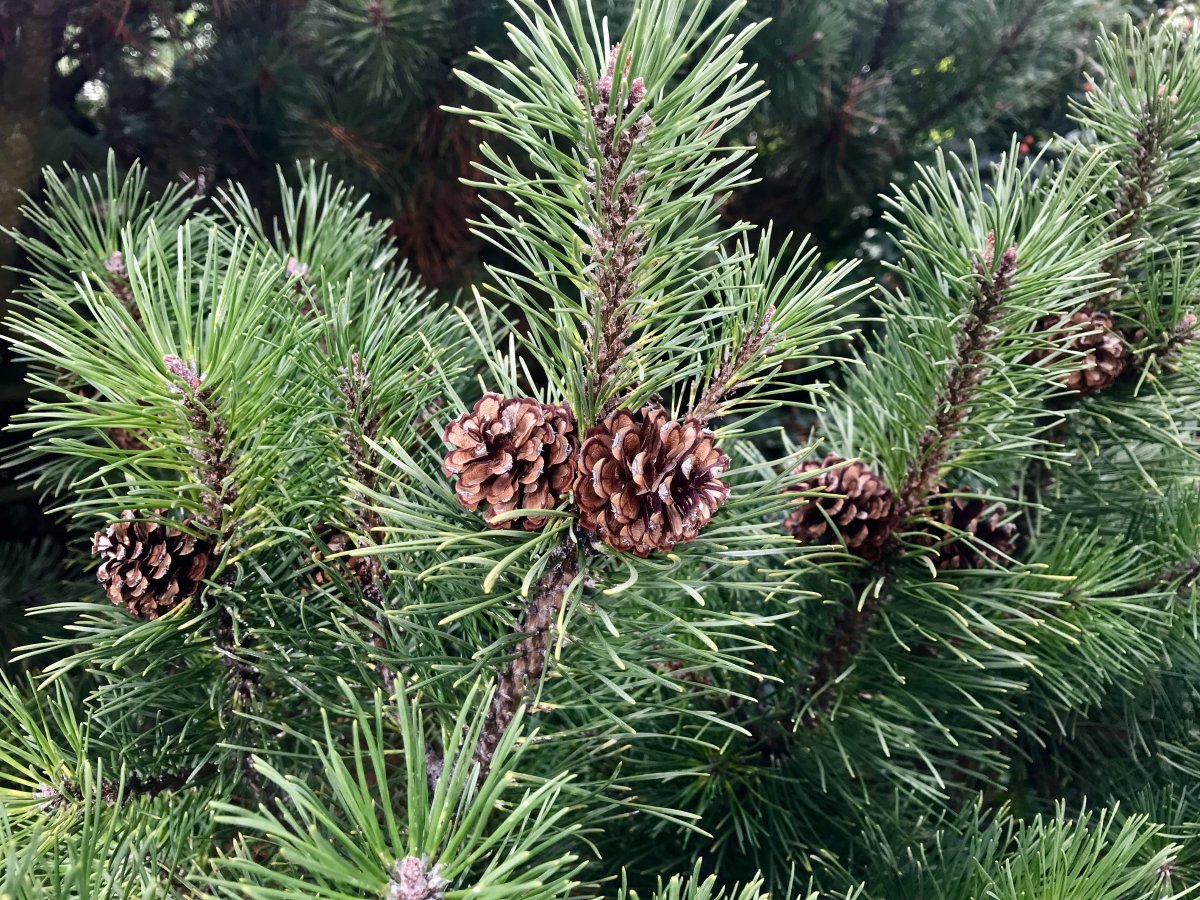 Green pine cone tree pictures