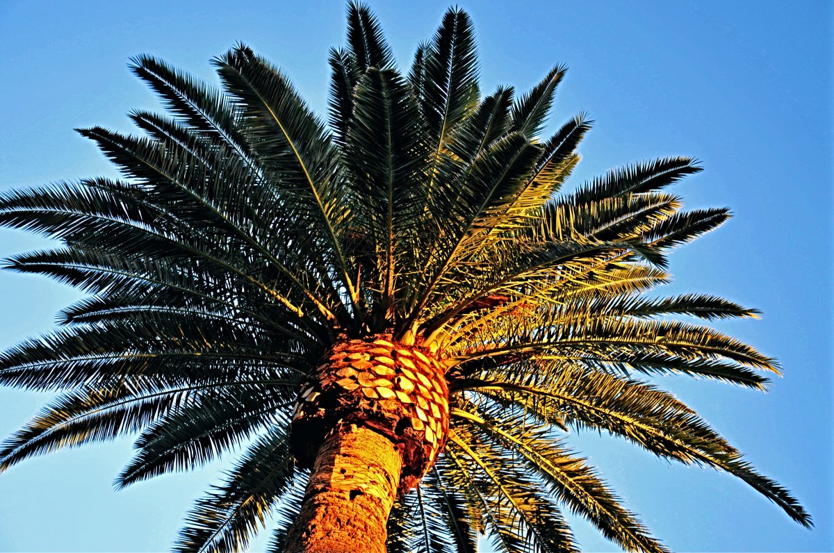 Close up picture of palm tree