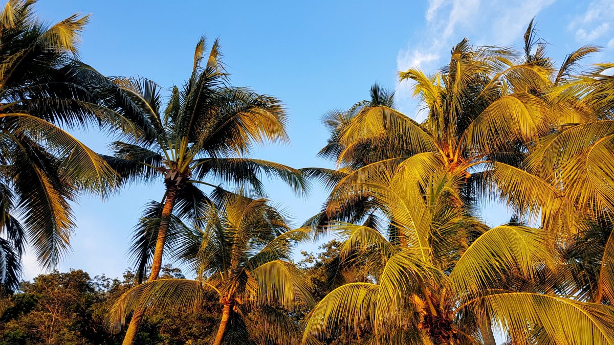 Four Seasons Landscape Coconut Tree Pictures