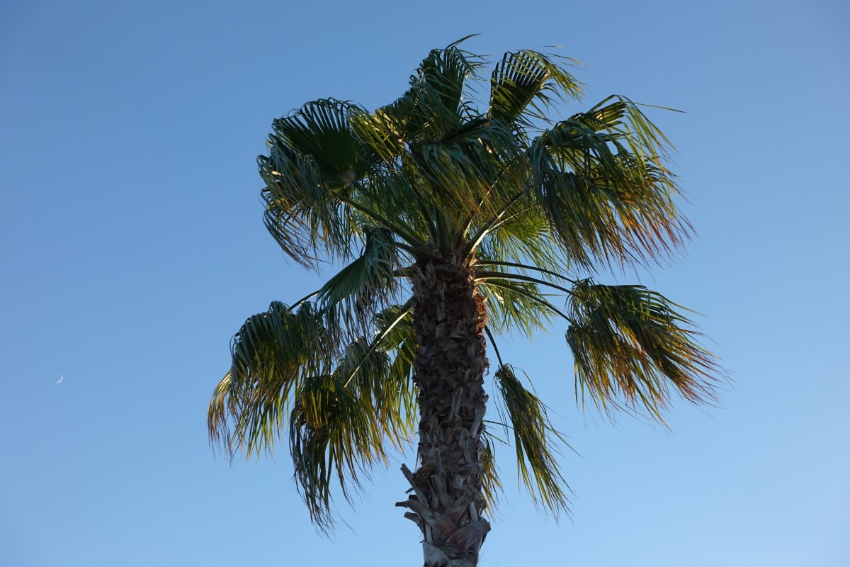 Picture of an autumn palm tree