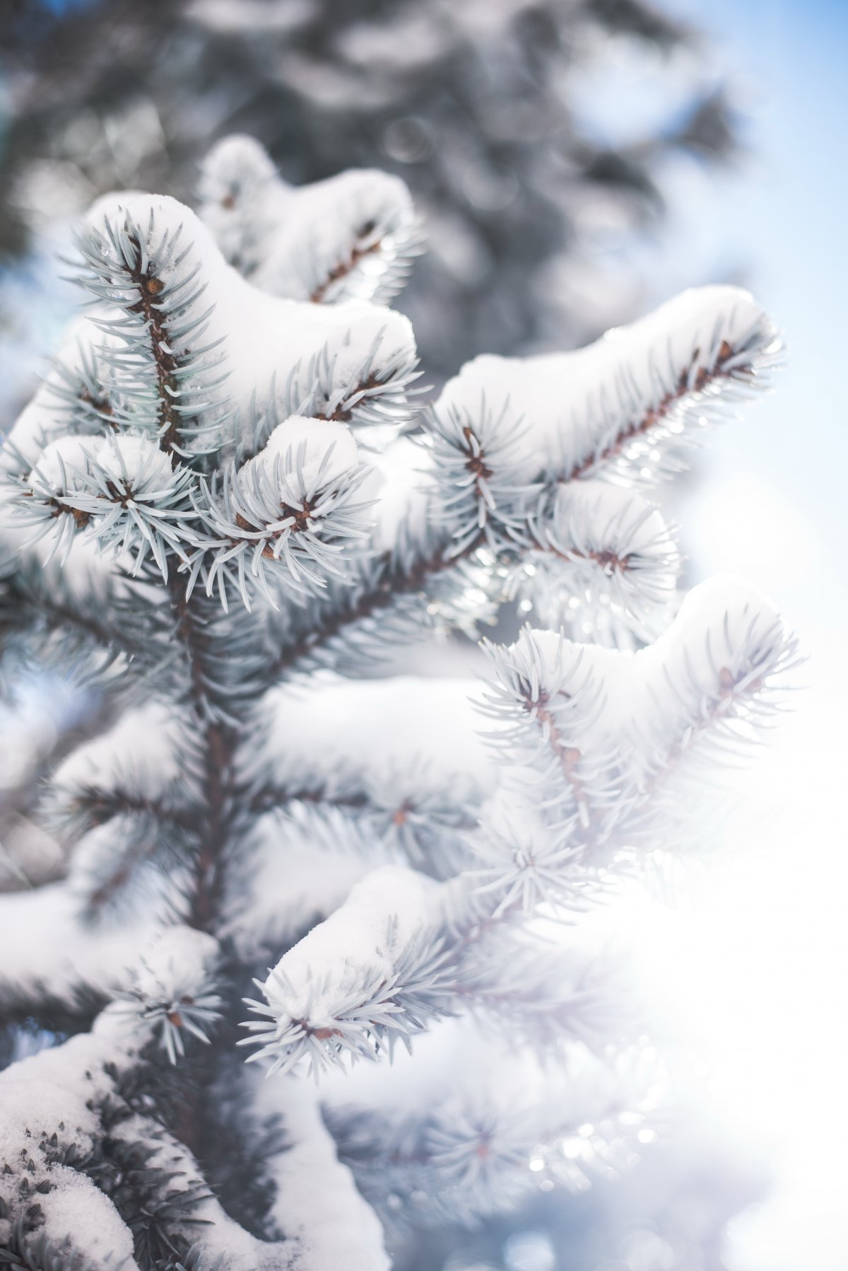 Close-up picture of cedar in winter