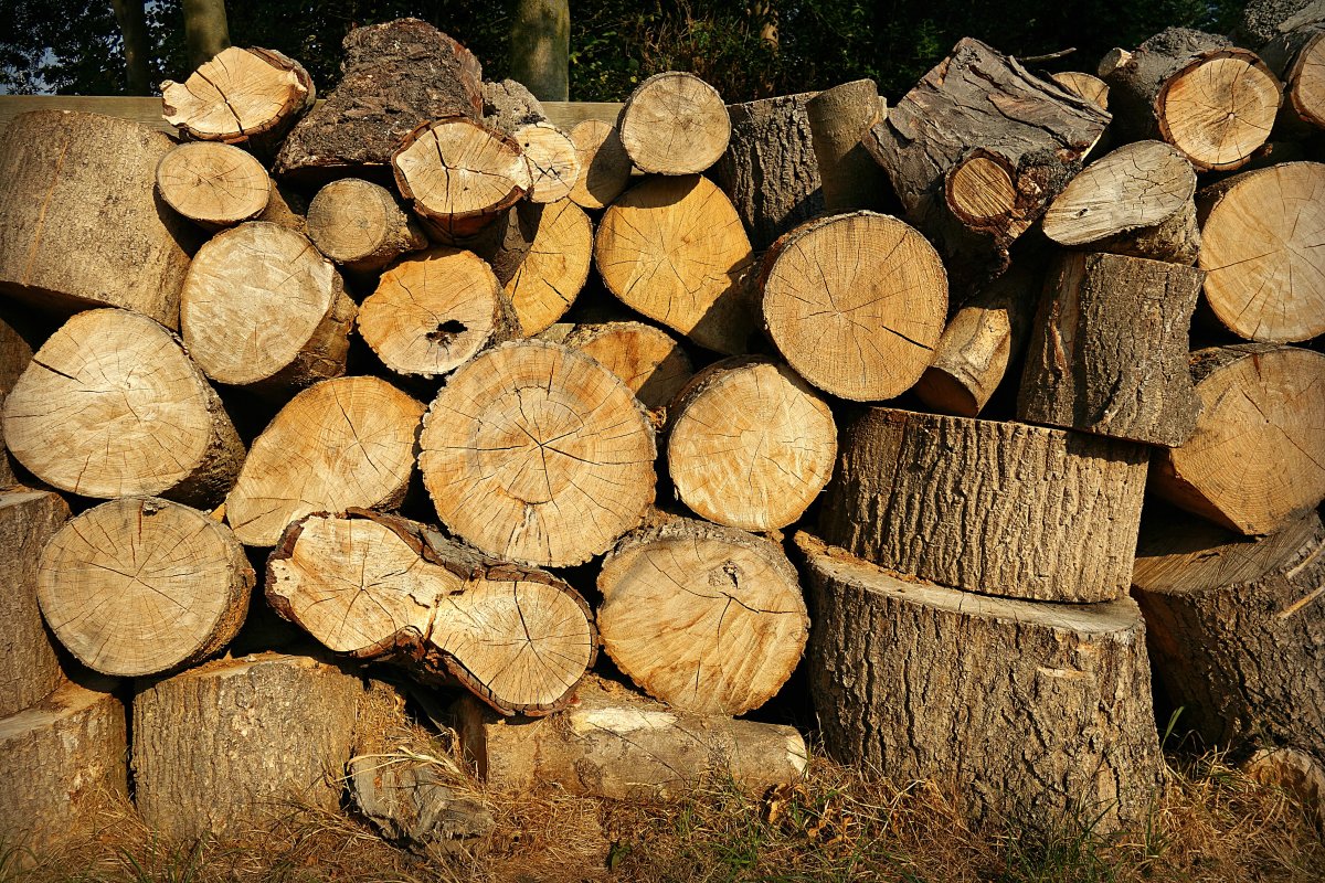 forest wood pile pictures