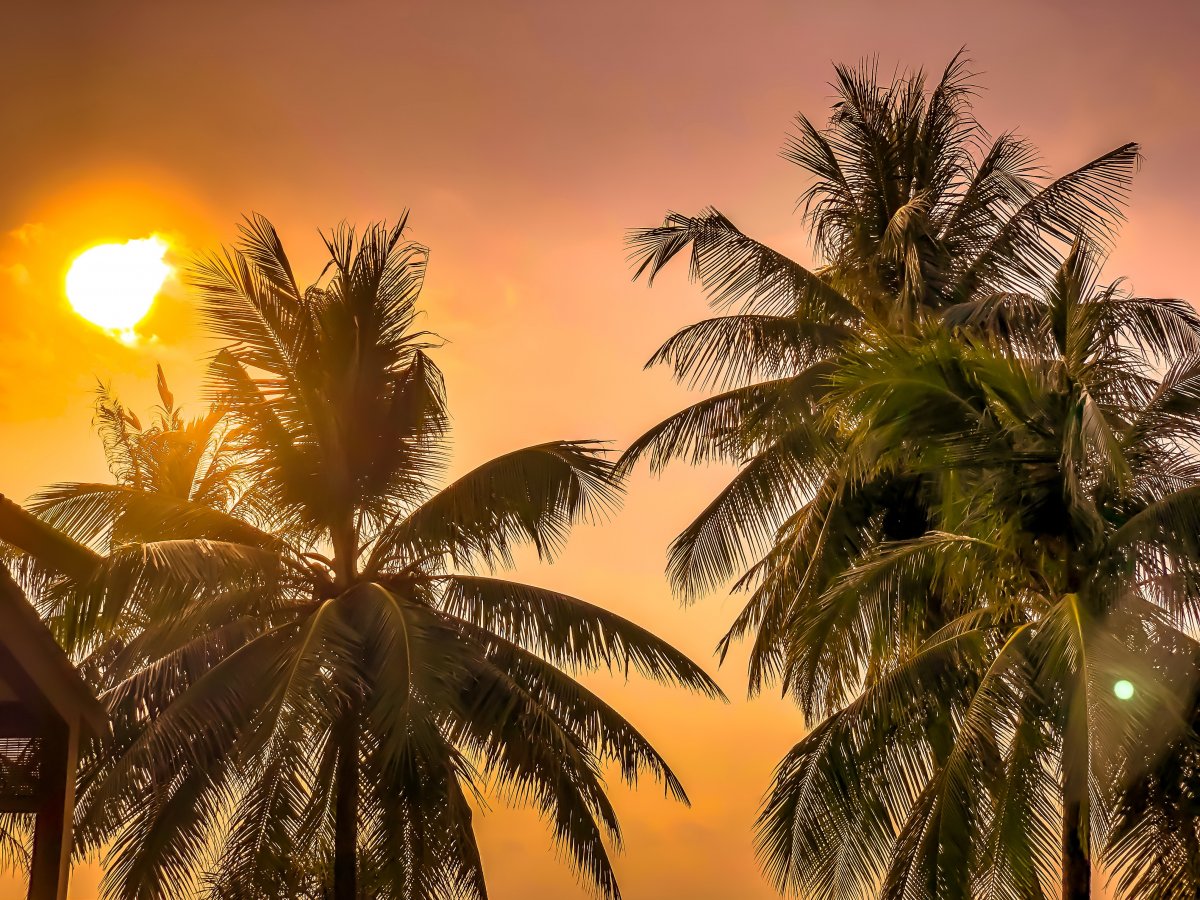 Beautiful pictures of coconut trees