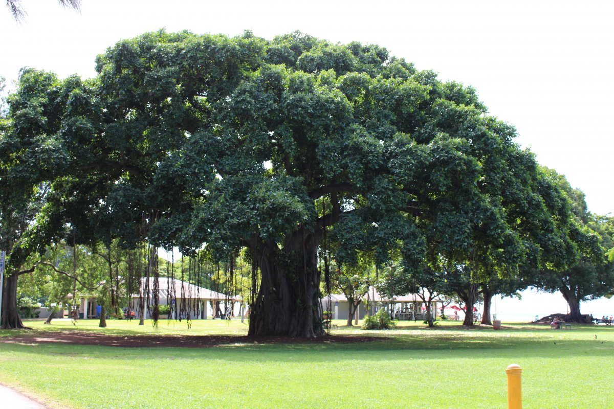 Green big banyan tree picture