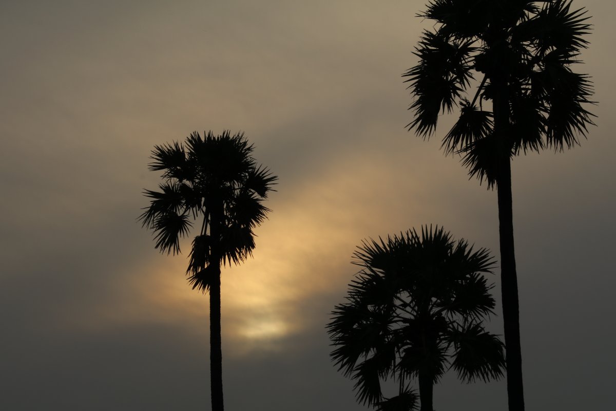 Sunrise palm tree silhouette picture