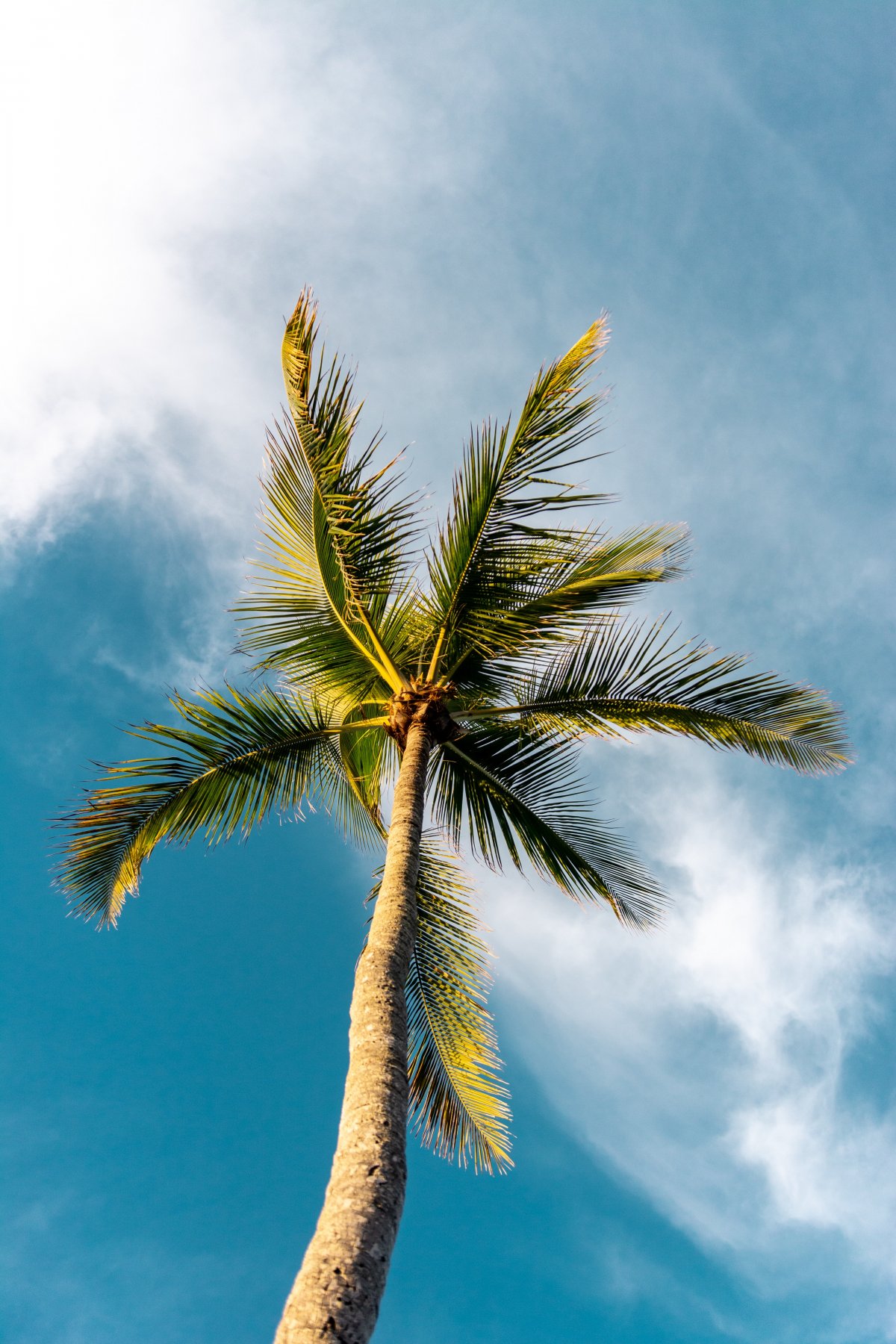 Picture of palm trees under blue sky and white clouds