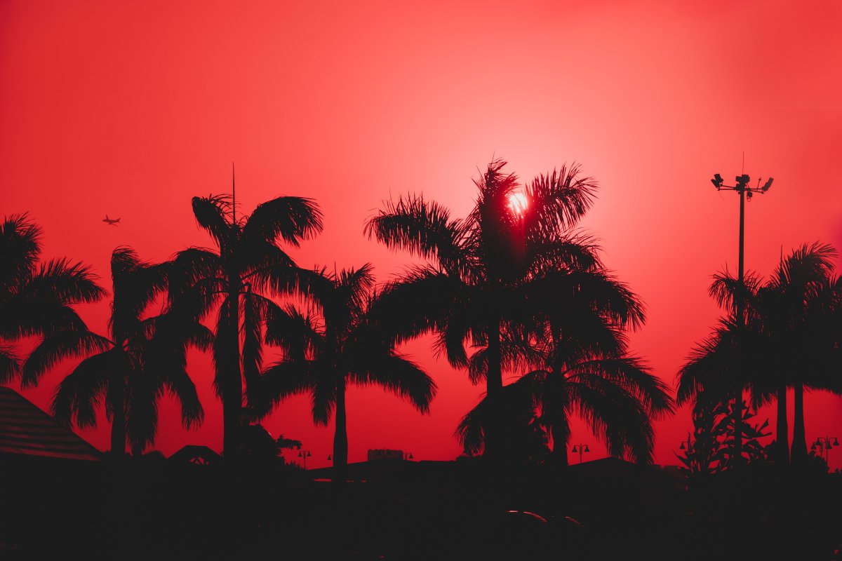 Row of palm trees silhouette picture