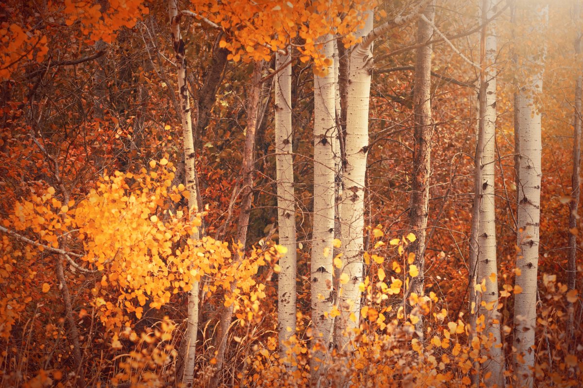 Beautiful scenery pictures of autumn trees